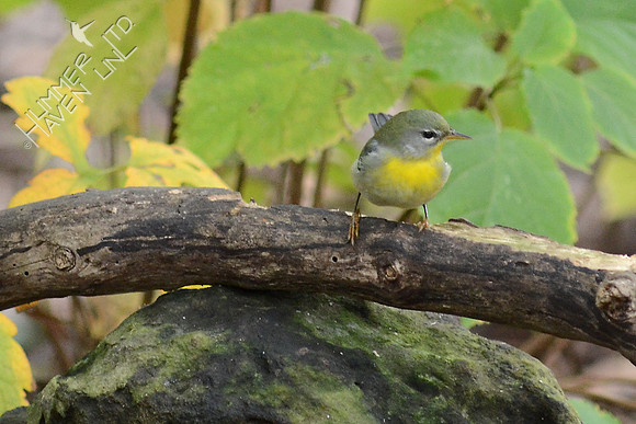 Northern Parula