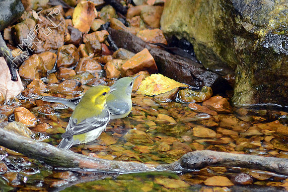 Black-throated Green Warbler and Northern Parula