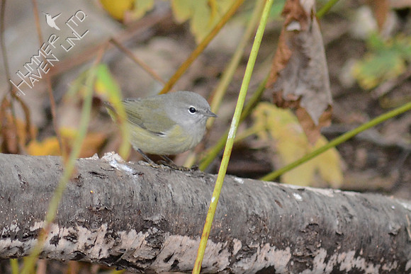 Orange-crowned Warbler