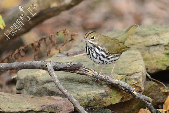 Ovenbird