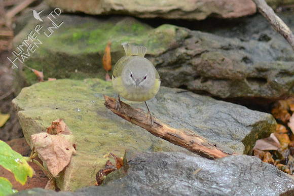 Orange-crowned Warbler