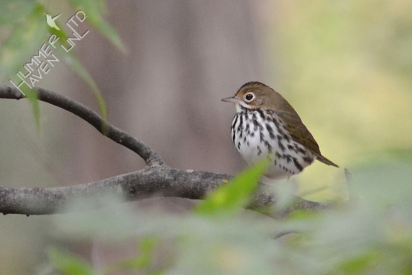Ovenbird