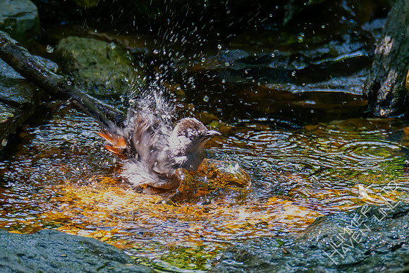 7-19-25 Gray Catbird with chestnut undertail coverts
