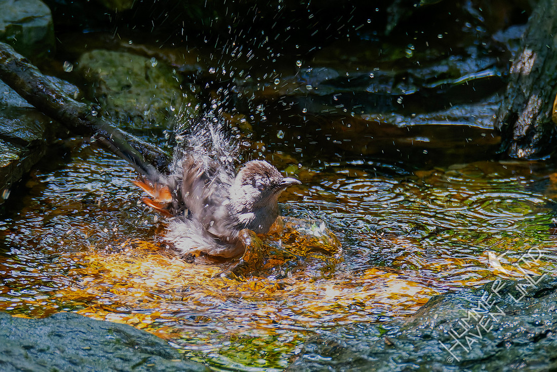 7-19-25 Gray Catbird with chestnut undertail coverts