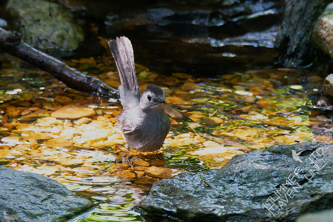 7-19-25 Gray Catbird