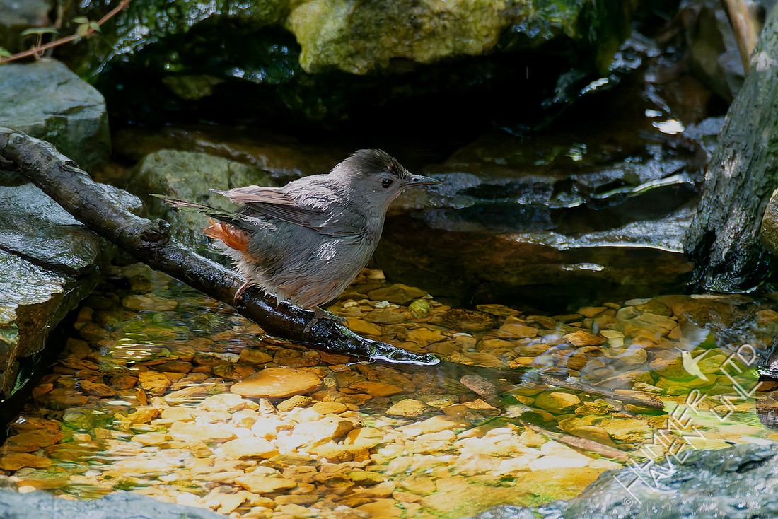 7-19-25 Gray Catbird with chestnut undertail coverts