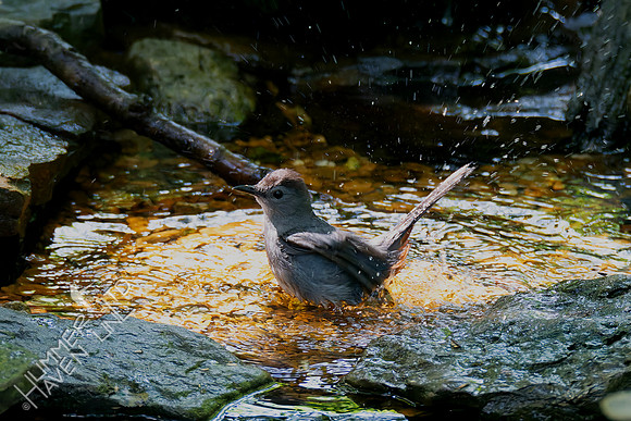 7-19-25 Gray Catbird