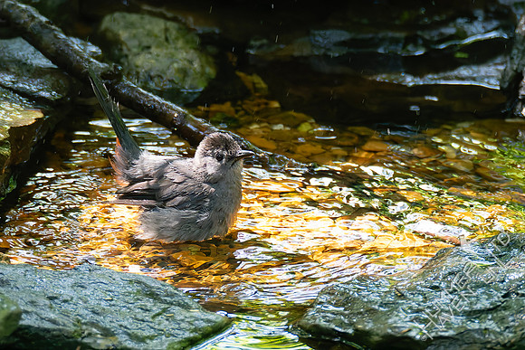 7-19-25 Gray Catbird with chestnut undertail coverts