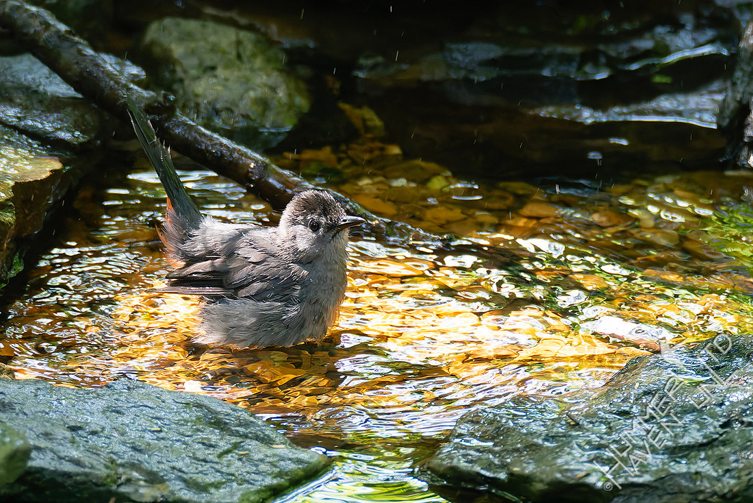 7-19-25 Gray Catbird with chestnut undertail coverts