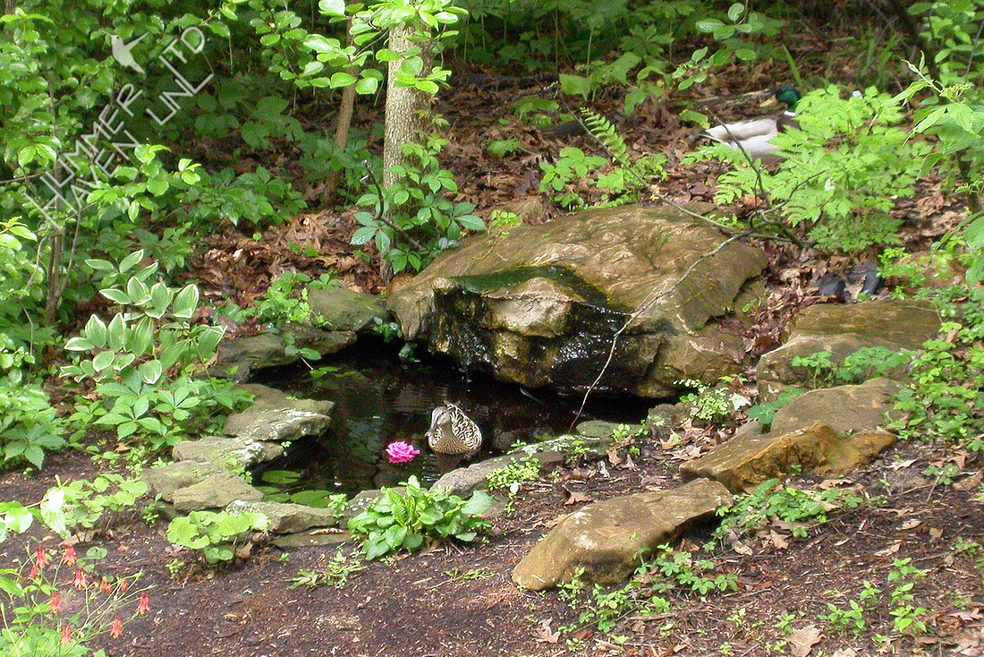 Bubbler with Mallard pair on 5-19-2003