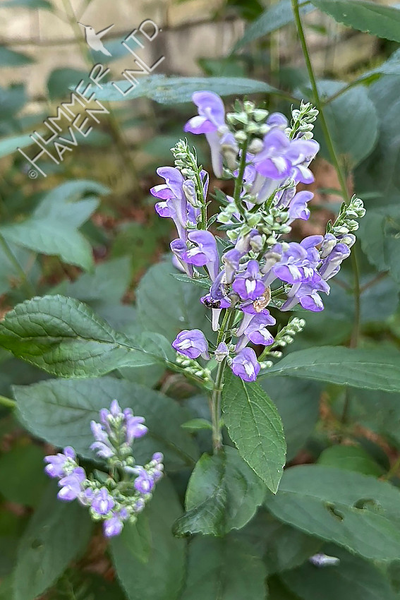 7-7-26 Downy Skullcap (Scutellaria incana)