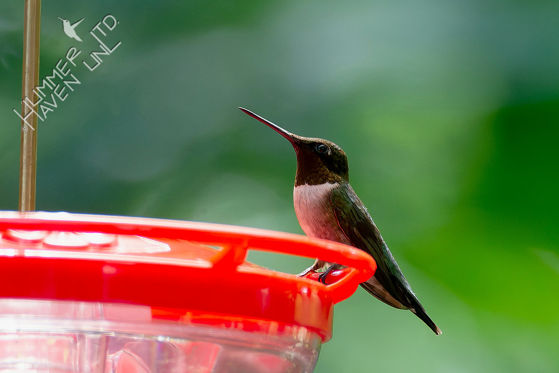 7-26-26 Ruby-throated Hummingbird