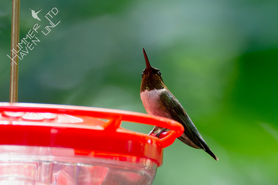 7-26-26 Ruby-throated Hummingbird