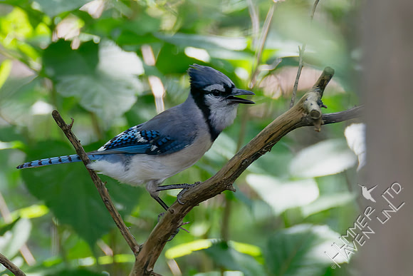 7-26-26 Blue Jay