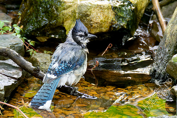 7-26-26 Blue Jay adult