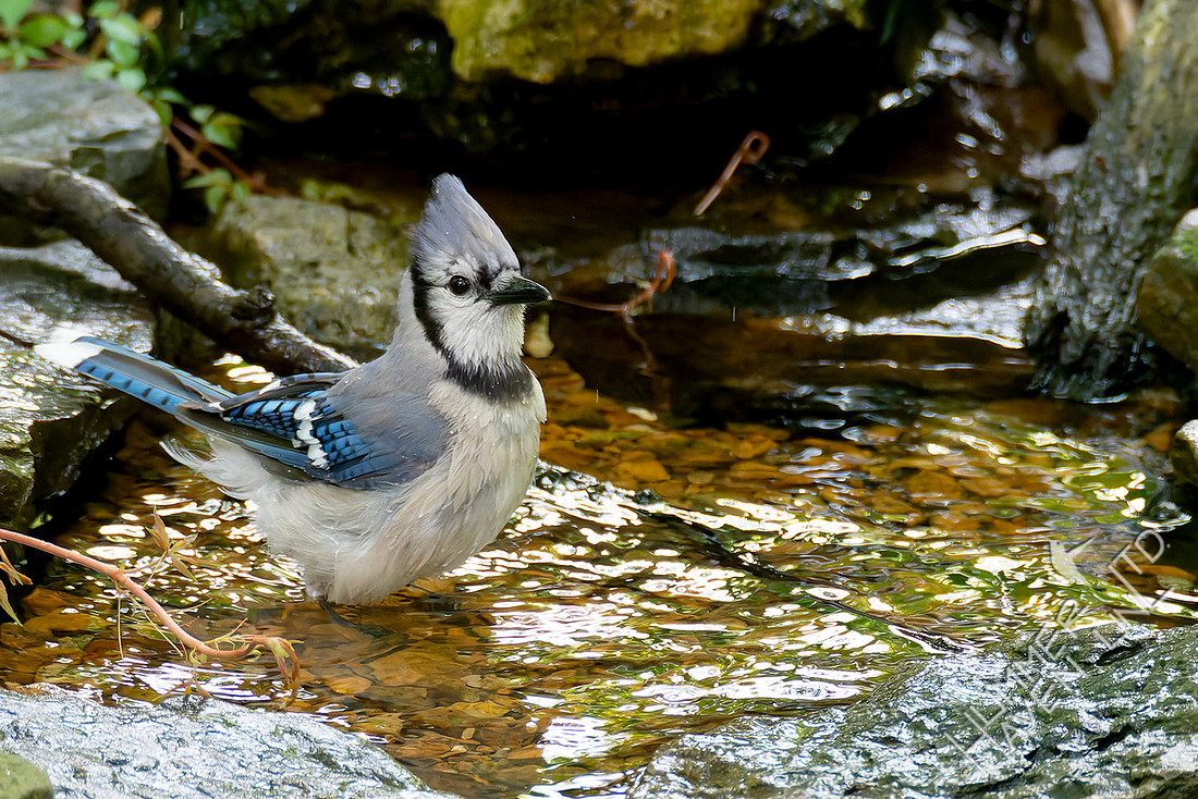 7-26-26 Blue Jay immature