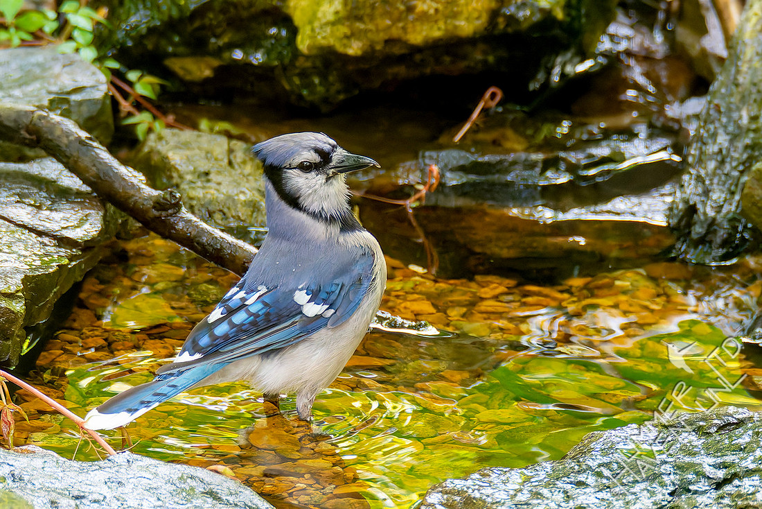 7-26-26 Blue Jay adult #2