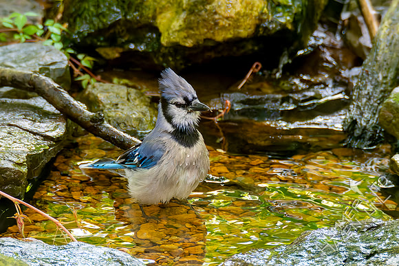 7-26-26 Blue Jay adult #2