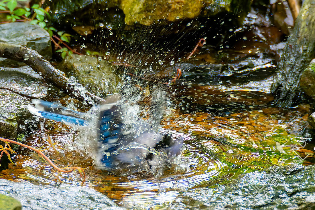 7-26-26 Blue Jay immature