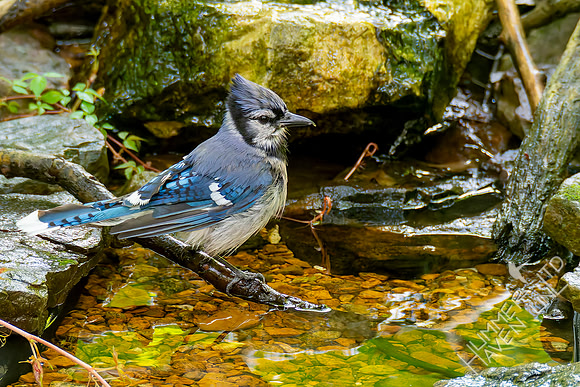 7-26-26 Blue Jay adult #2