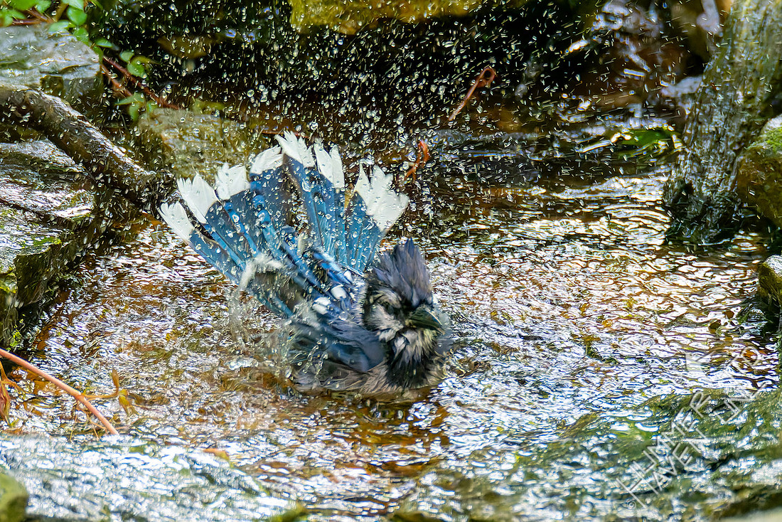7-26-26 Blue Jay adult #2