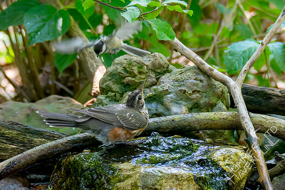 7-26-26 Carolina Chickadee buzzing an immature American Robin