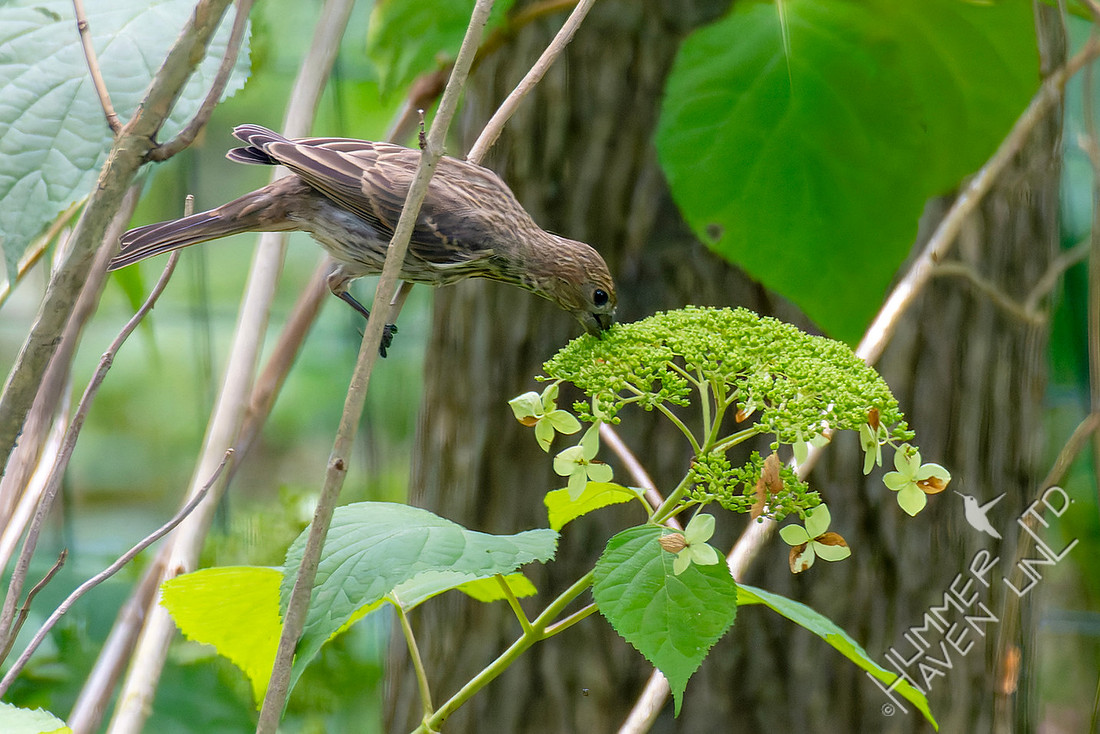7-26-26 House Finch female eating seeds of native Smooth Hydrangea