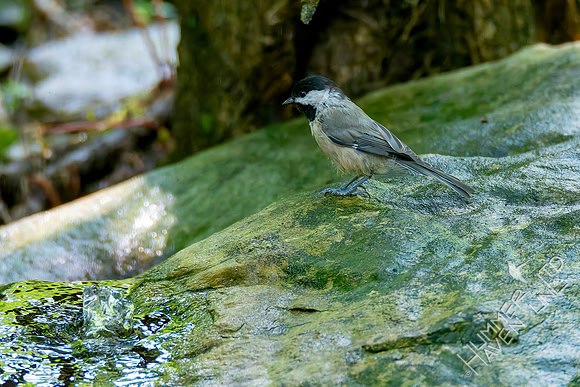 7-26-26 Carolina Chickadee