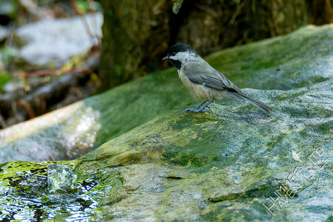 7-26-26 Carolina Chickadee