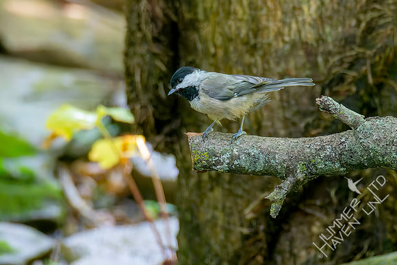 7-26-26 Carolina Chickadee