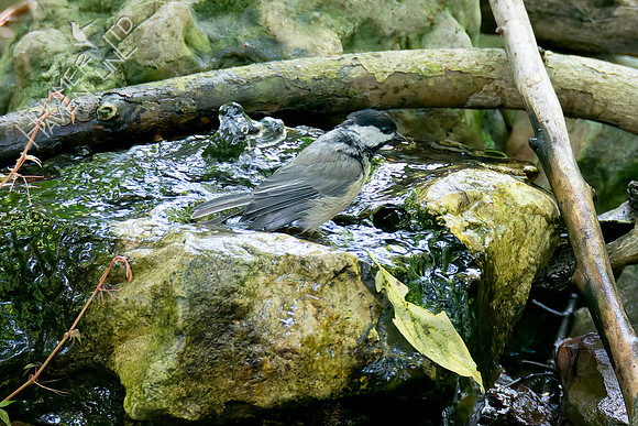 7-21-26 Carolina Chickadee