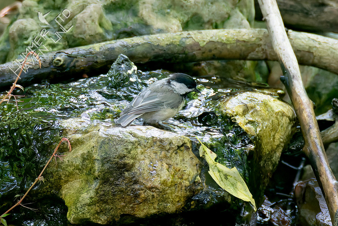 7-21-26 Carolina Chickadee