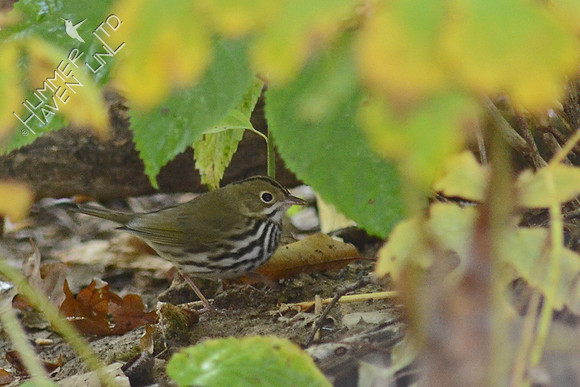 Ovenbird