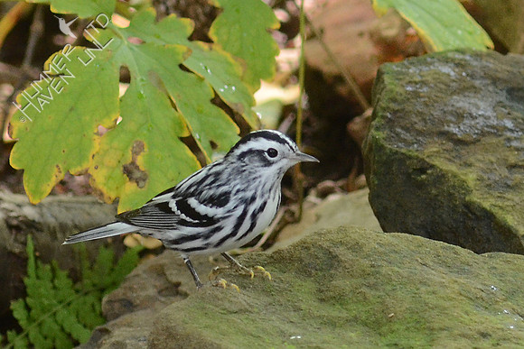 Black and White Warbler