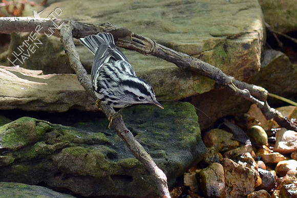 Black and White Warbler