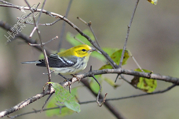 Black-throated Green Warbler