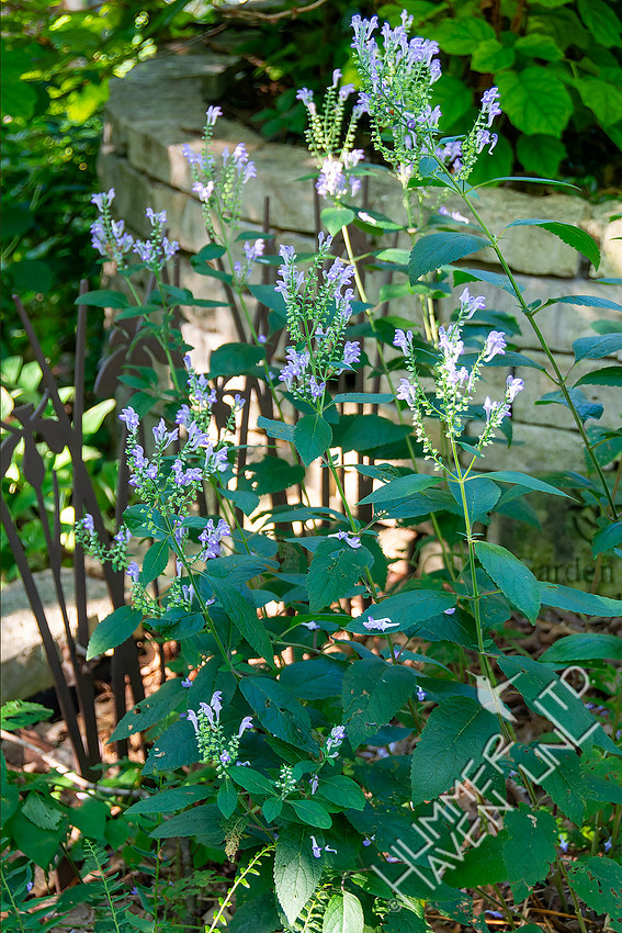 7-13-26 Downy Skullcap (Scutellaria incana)