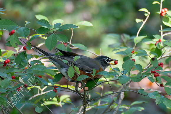 10-5-24 American Robin at Winterberry (Ilex verticillata x Red Sprite)
