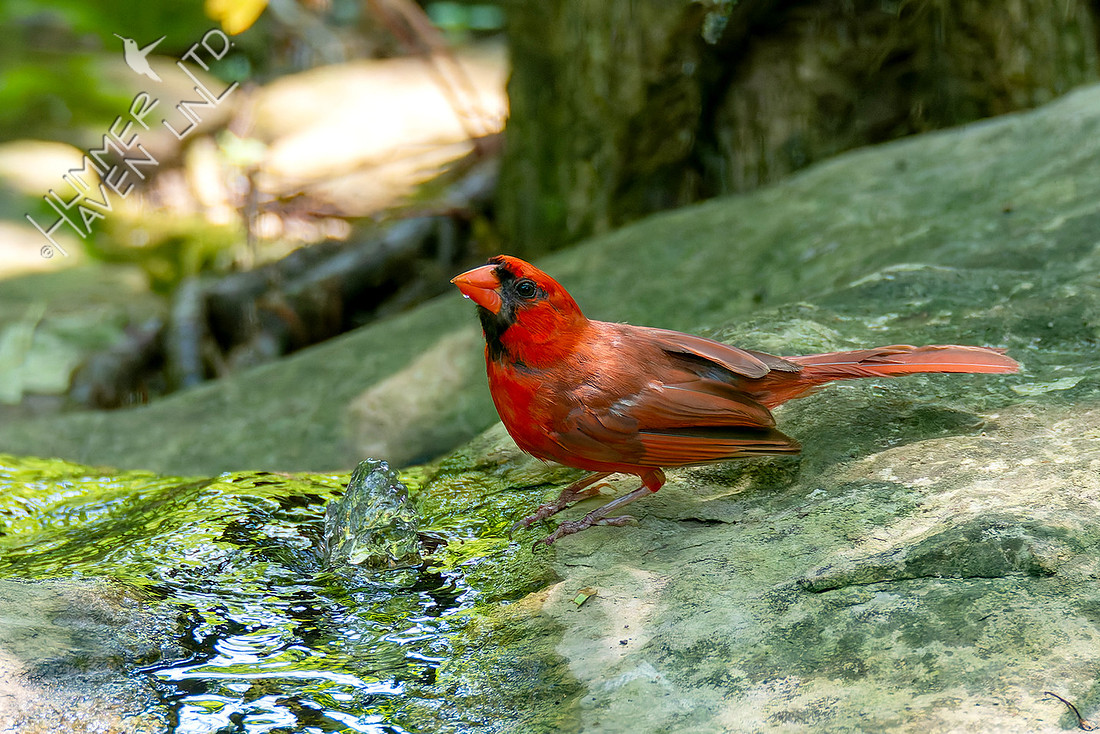 7-27-26 Northern Cardinal