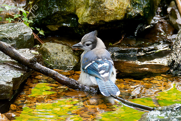 7-28-26 Blue Jay immature