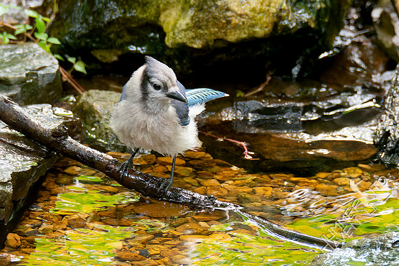 7-28-26 Blue Jay immature