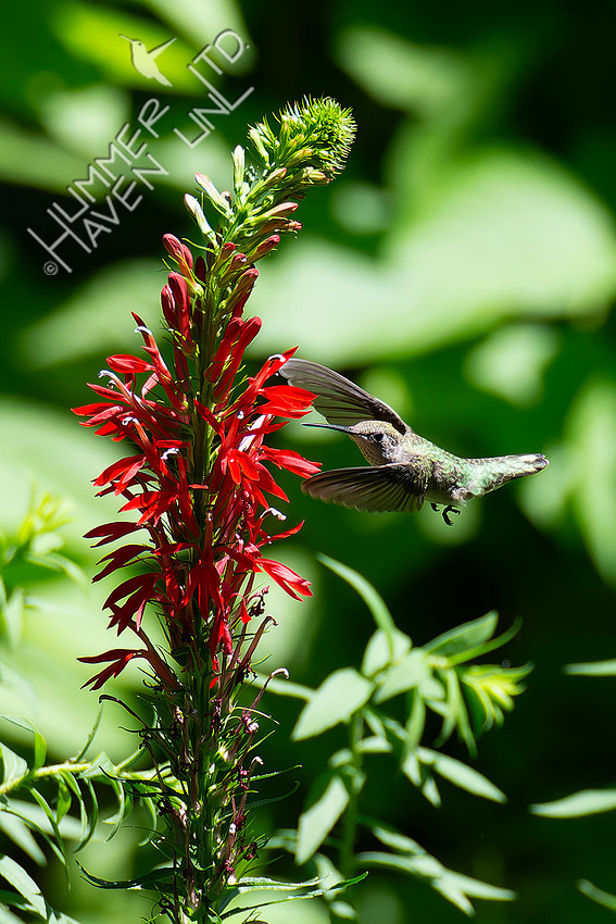 7-30-26 Ruby-throated Hummingbird female/immature