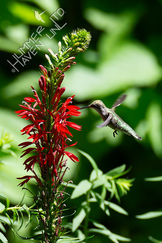 7-30-26 Ruby-throated Hummingbird female/immature