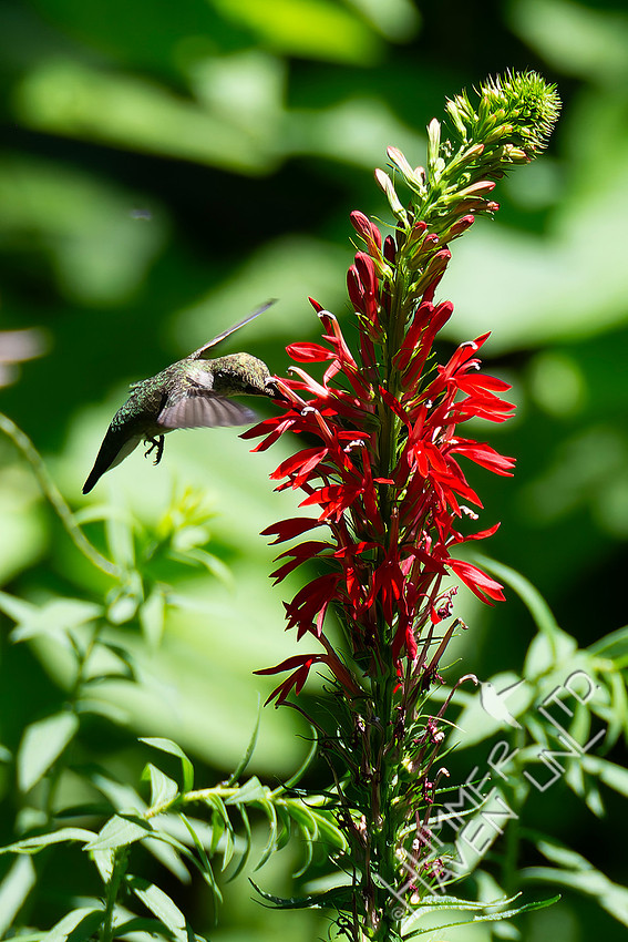 7-30-26 Ruby-throated Hummingbird female/immature