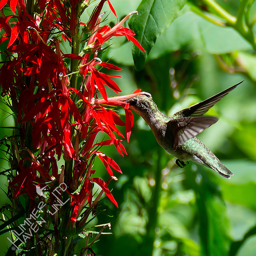 7-30-26 Ruby-throated Hummingbird female/immature