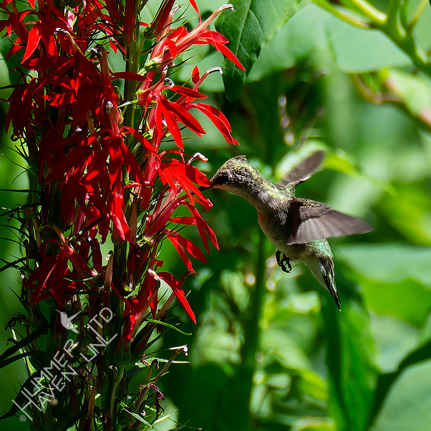 7-30-26 Ruby-throated Hummingbird female/immature