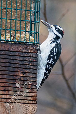 11-18-24 Hairy Woodpecker