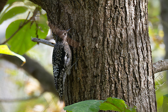 10-24-24 FOS Yellow-bellied Sapsucker immature
