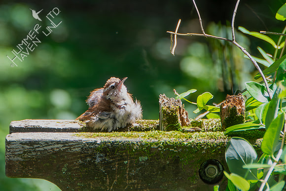 7-27-26 Carolina Wren sun-bathing