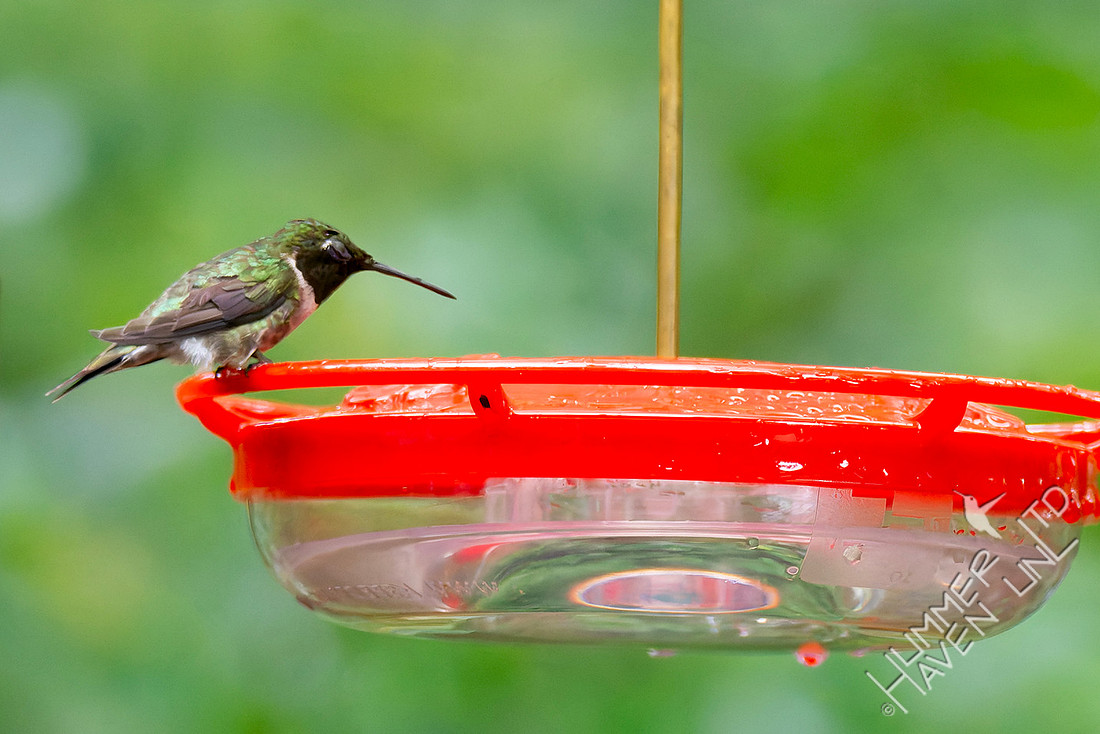 8-6-26 Ruby-throated Hummingbird, bedraggled, resting